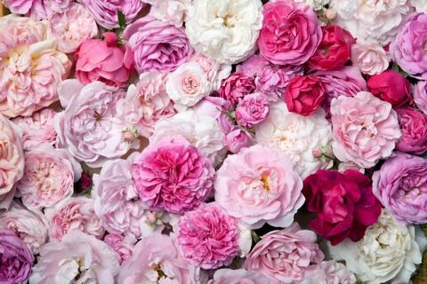 Roses. 스톡 사진