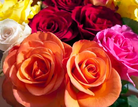 Roses Stock Photos