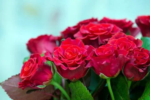 Roses Stock Photos