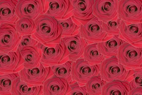Roses Stock Photos