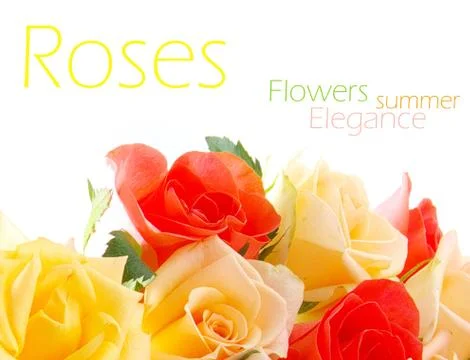 Roses Stock Photos