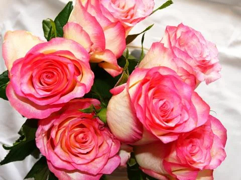 Roses Stock Photos