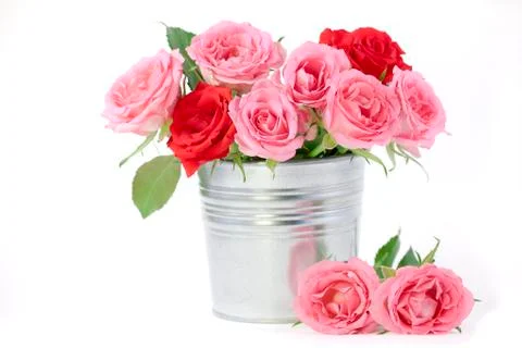 Roses Stock Photos