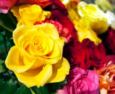 Roses Foto stock