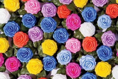 Roses Stock Photos