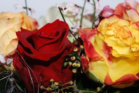 Roses Foto stock