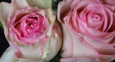Roses Stock Photos