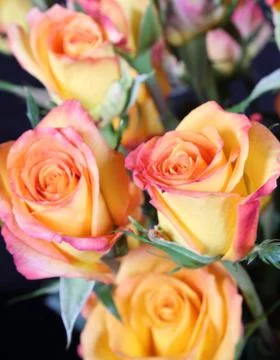 Roses Stock Photos