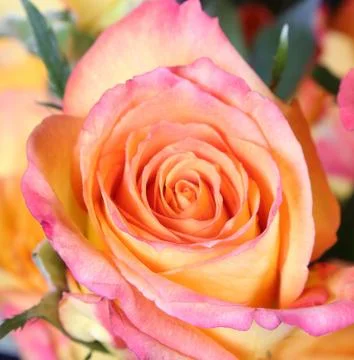 Roses Stock Photos