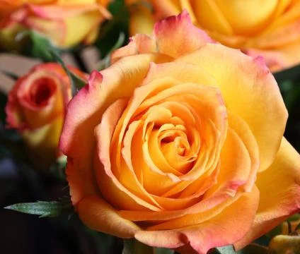 Roses Stock Photos