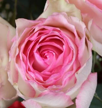 Roses Stock Photos