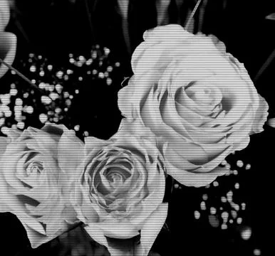 Roses Stock Photos