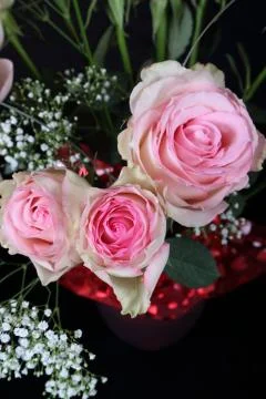 Roses Stock Photos