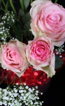 Roses Foto stock