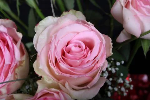 Roses Stock Photos
