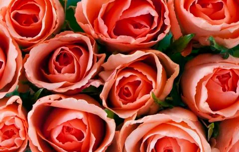 Roses Foto stock