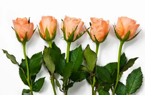 Roses Stock Photos
