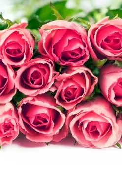 Roses Stock Photos