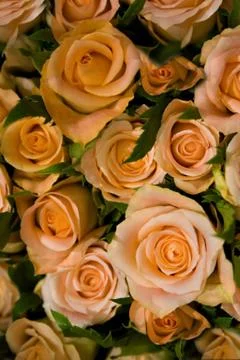 Roses Фото