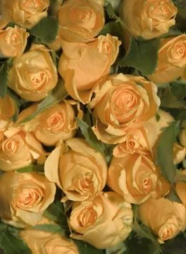Roses Stock Photos