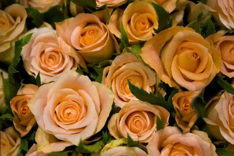 Roses Stock Photos