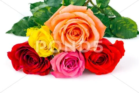 Roses Stock Photos
