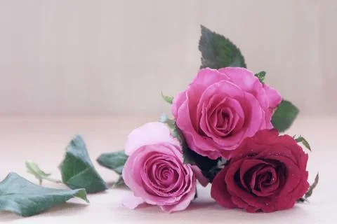 Roses Stock Photos