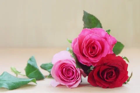 Roses Stock Photos