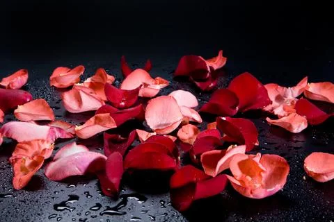 Roses Stock Photos