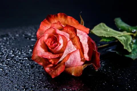 Roses Stock Photos