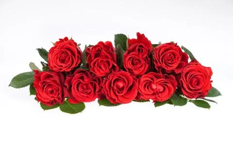 Roses Stock Photos