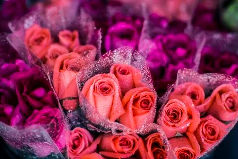 Roses Stock Photos