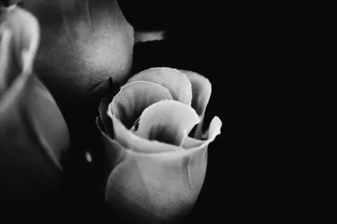 Roses Stock Photos