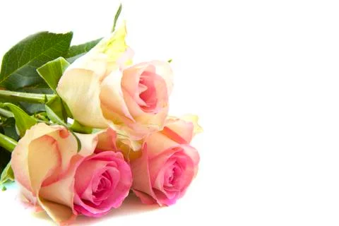 Roses Stock Photos