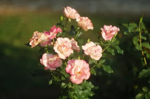Roses Stock Photos
