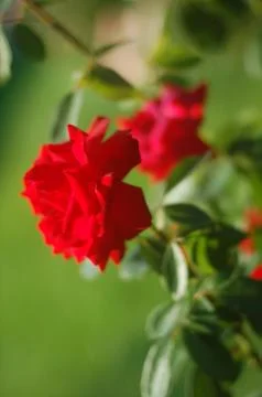 Roses Stock Photos