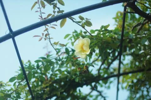 Roses Stock Photos