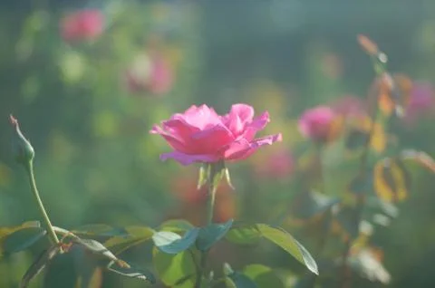 Roses Stock Photos