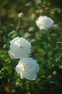 Roses Stock Photos