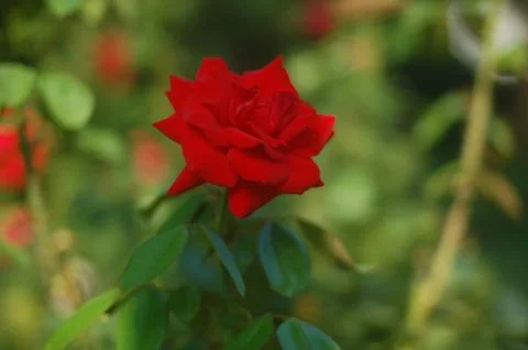 Roses Stock Photos