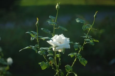 Roses Stock Photos