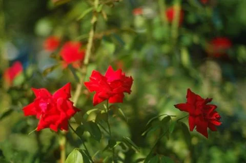 Roses Stock Photos