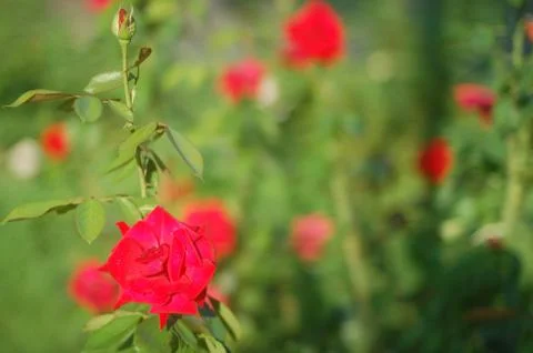 Roses Stock Photos