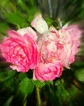 ROSES Stock-Fotos
