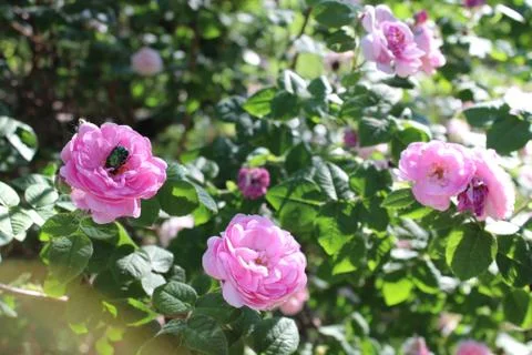 Roses Stock Photos