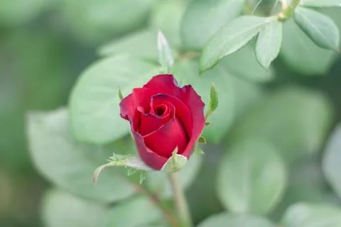 The roses Stock Photos