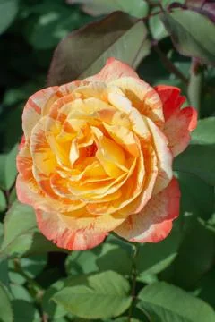 The roses Stock Photos