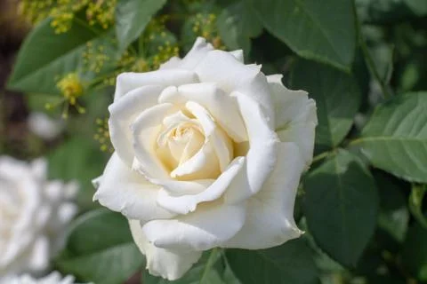 The roses Stock Photos