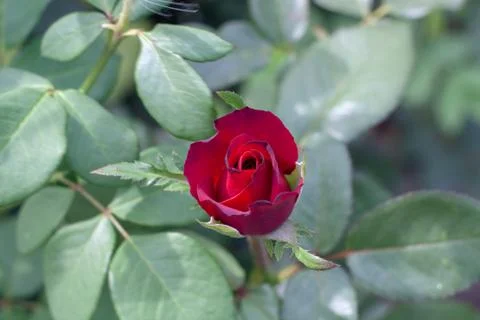 The roses Stock Photos