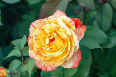 The roses Stock Photos